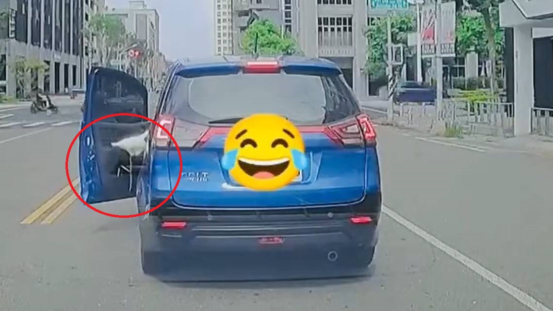 等紅燈開車門讓鸚鵡大便！網友見「訓練有素」驚呆：怎麼知道牠想棒賽？